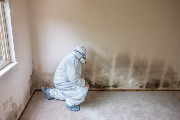 Forensic Mold Investigation in Aurora, IL